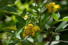 Senna corymbosa